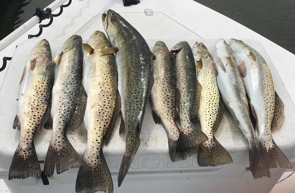 speckled trout