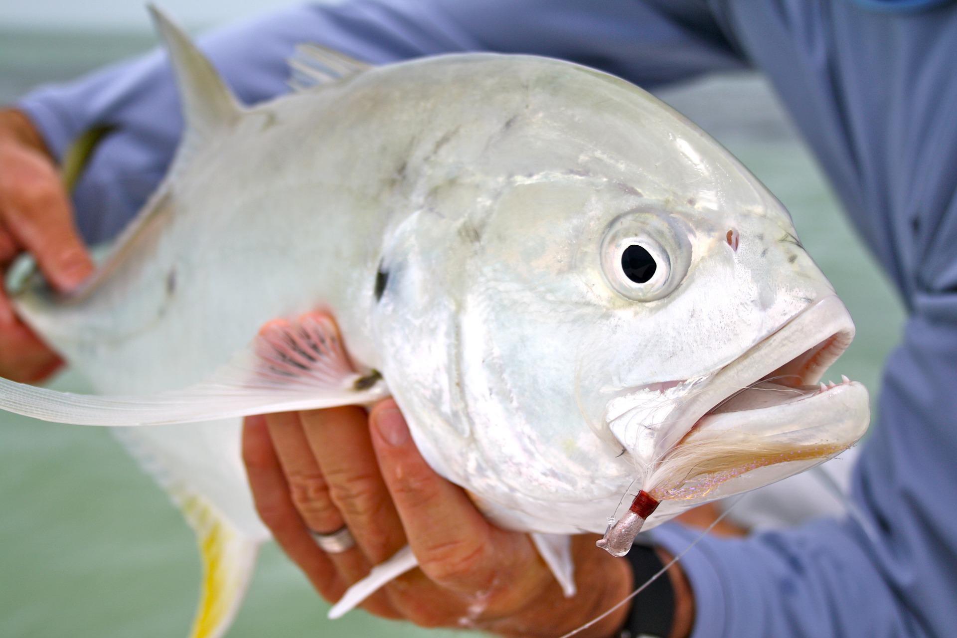 Crevalle Jack