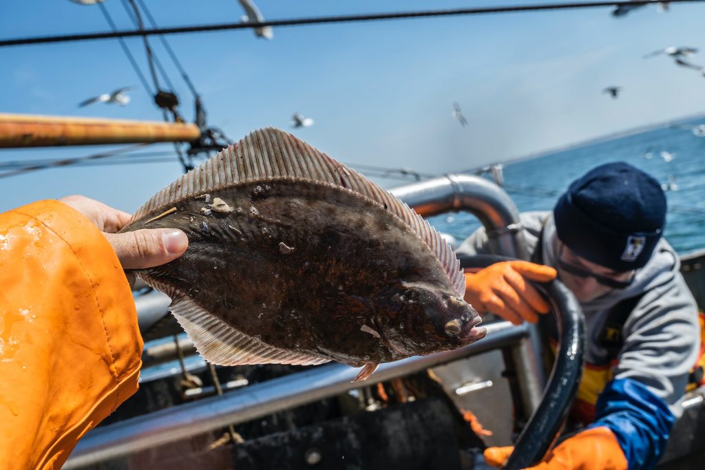 flounder