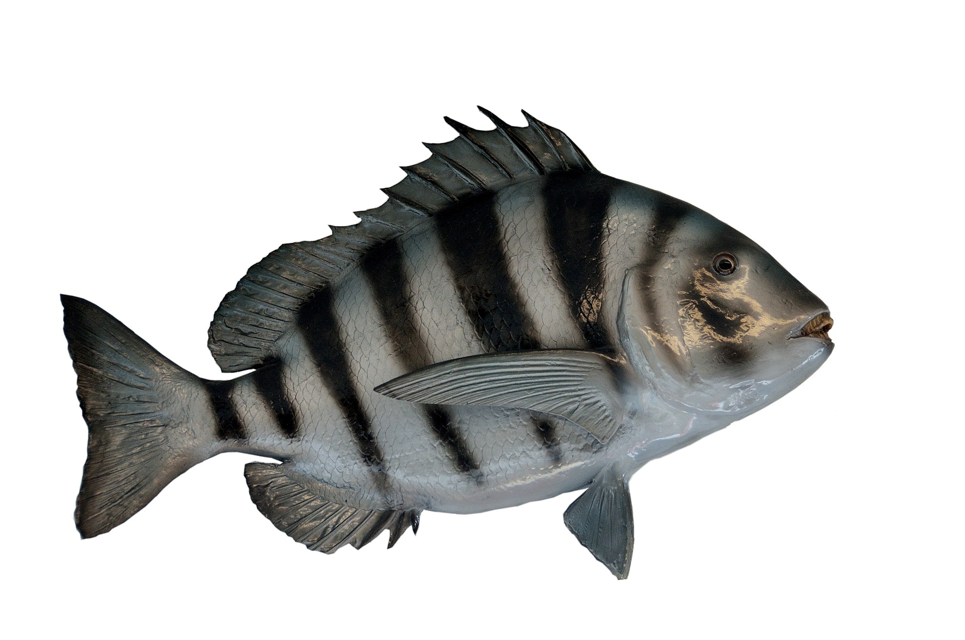 Sheepshead Fish Spawn