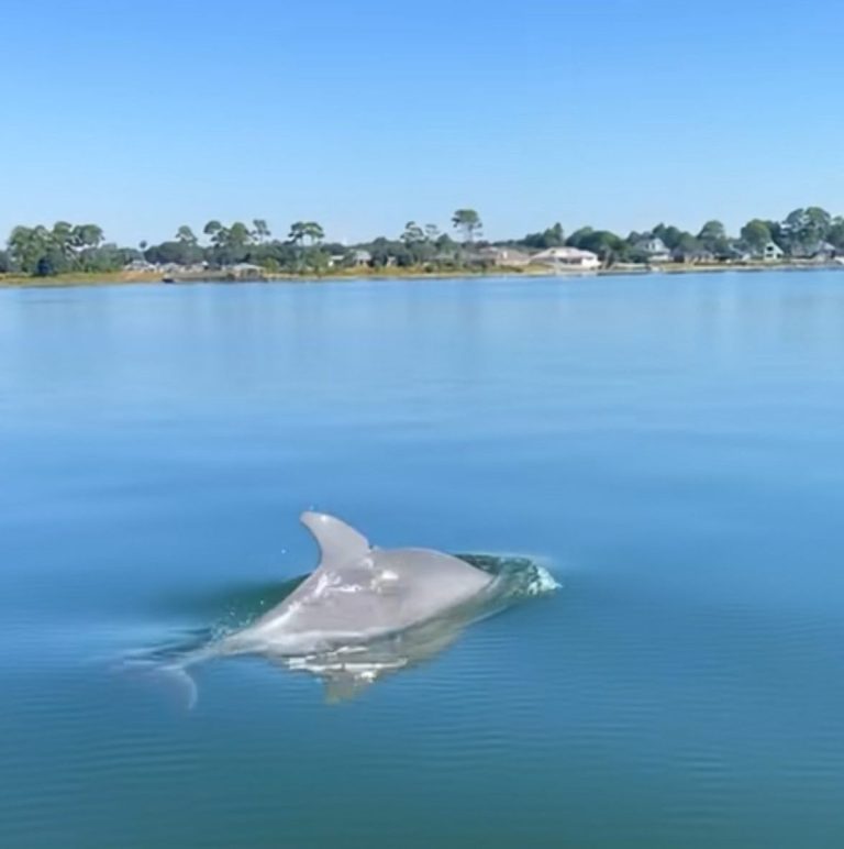 Dolphin tour near Navarre Beach