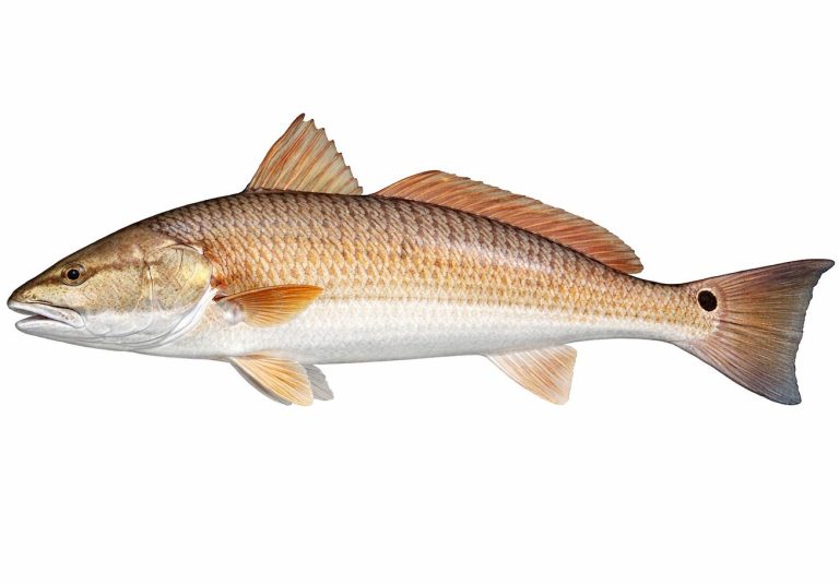 Redfish illustration