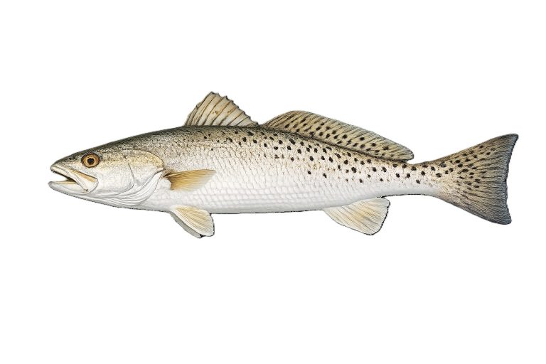Speckled trout illustration